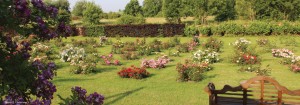 Jardin concours de roses nouvelles