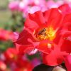 Photos du 53e Royal Concours International de Roses Nouvelles du Roeulx