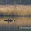 Respectons la Réserve naturelle de Thieu