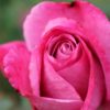 Photos du 55e Concours de Roses Nouvelles du Roeulx