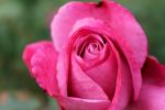 Photos du 55e Concours de Roses Nouvelles du Roeulx