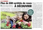 Plus de 800 variétés de roses à découvrir