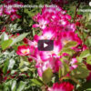 Vidéo sur la roseraie et le jardin concours