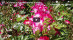 Vidéo sur la roseraie et le jardin concours