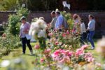 Reportages photos et vidéos du 56e Royal Concours International de Roses Nouvelles du Roeulx