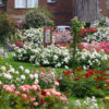 Les jardins concours de roses nouvelles et la roseraie de Saint-Jacques n’attendent que vous !