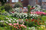 Les jardins concours de roses nouvelles et la roseraie de Saint-Jacques n’attendent que vous !