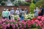 Visites guidées en juin, à la découverte des roses