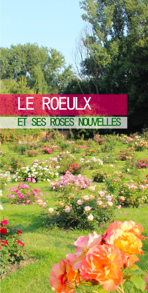 Le Roeulx et ses roses nouvelles