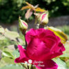 Premières floraisons aux Jardins des Roses du Roeulx